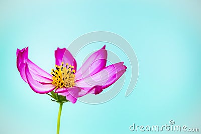 Purple and pink wild flower â€œWild Cosmos Flowerâ€ Cosmos bipinnatus blooming during Spring and Summer closeup macro photo Stock Photo